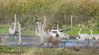 Sandhill cranes at Muirhead springs 2 [upl. by Einre]