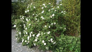 Hardy Geraniums with John Lord [upl. by Aicile]