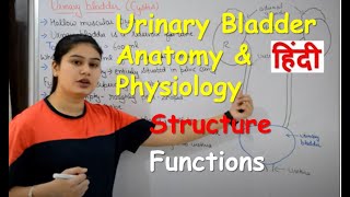 Urinary Bladder Anatomy amp Physiology in Hindi  Structure  Functions [upl. by Batruk925]