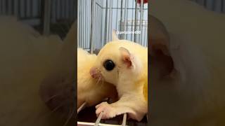 💛Leucistic Sugar Glider❤️ petplanet88 youtubeshorts sugarglider leucistic smallpet animals [upl. by Tteltrab]