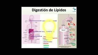 Sesión 56 Digestión de Lípidos [upl. by Adnovoj]