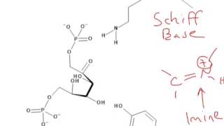 CHEM 407  Glycolysis  4  Aldolase Mechanism [upl. by Nidraj]