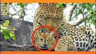 Leopard Lies With Lamb Before Eating it [upl. by Lazes]