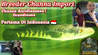 Breeder Channa Import Pertama Di Indonesia 🤩 [upl. by Lalat]