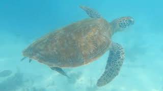 Trou aux Biches  one of the Best beaches in Mauritius  Snorkeling turtles and much more [upl. by Retrop]