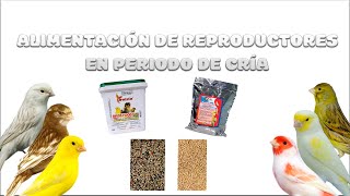 ¿¿PIENSOS O SEMILLAS🧐 ALIMENTACIÓN👨🏼‍🍳👨🏼‍🍳 DE LOS REPRODUCTORES DURANTE LA CRÍA🐣🐥 [upl. by Ycram396]