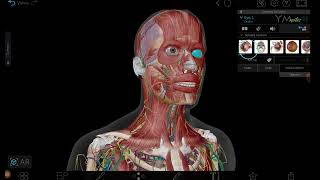 Extraocular Muscles Special Sense [upl. by Sarilda]