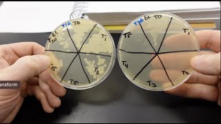 Lab 32 Endospores and Hypothesis Testing [upl. by Innavoij]