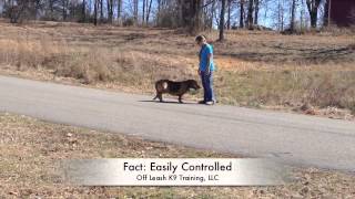 Can You Control A Hound On A Scent Electronic Collar Training [upl. by Wolfort]