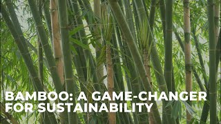 The 5 Reasons Why Bamboo is a GameChanger for Sustainability [upl. by Gies815]