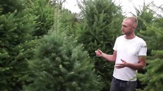 Douglas Fir Christmas Tree Guide [upl. by Nnelg]