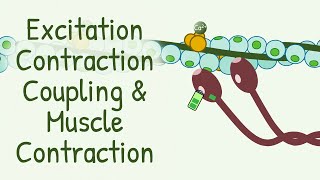 AWARD WINNING Animation Explaining Excitation Contraction Coupling amp Muscle Contraction [upl. by Rooker]