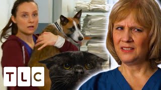 CHAOS In The ER As Patients Sneak In PETS  Untold Stories Of The ER [upl. by Aiciles200]