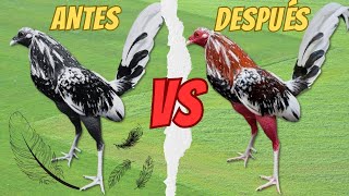 Todo sobre la PELECHA en GALLOS FINOS Cuidados y Alimentación durante el Cambio de Plumas [upl. by Assirec505]