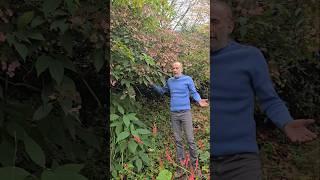 Hairy Hydrangea haspera gardening shrubs arboretum permaculture explore adventure ideas [upl. by Schach]