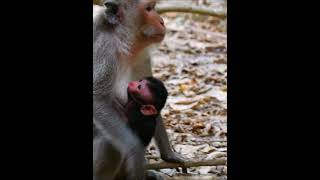 Cute mouth baby monkey get milk monkey [upl. by Victoir]