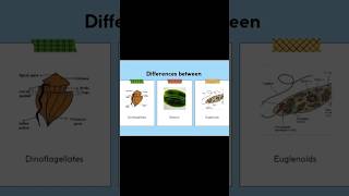 differences dinoflagellates diatoms euglenoids botany [upl. by Donela]