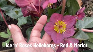 Ice ‘n’ Roses Hellebores  Red and Merlot [upl. by Vaenfila]