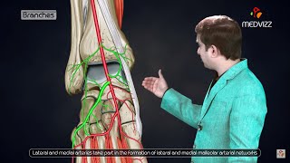 Dorsalis pedis artery Animated lecture   Lower limb Gross anatomy from Dr vishram singh [upl. by Aribold]