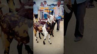 गुजरी Breede 😱😲 shorts goat animal [upl. by Phillipp]