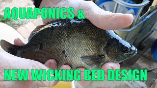 Sick Fish amp New Wicking beds  Mid Spring Aquaponics amp New Wicking Bed Design Update [upl. by Hescock]