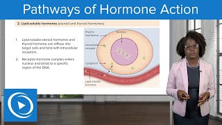 Pathways of Hormone Action – Physiology  Lecturio Nursing [upl. by Georgeta]