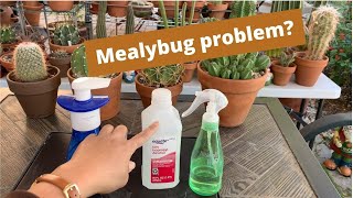 VLOG7 How to treat mealybugs  Get Rid of Mealybugs  neemoil [upl. by Tyree]