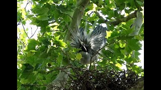 A Yellowcrowned Night Heron Courtship Displays on Governors Island [upl. by Eixid]