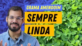 GRAMA AMENDOIM poda plantio adubação pragas e doenças [upl. by Adriana29]