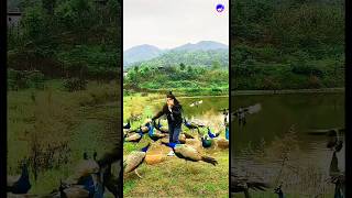 Lovely peacock videopeacock hindisong bollywood love music funny [upl. by Ebbarta]