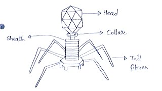 Bacteriophages Diagram  How To Draw An Bacteriophage Labelled Diagram  Biology Diagram [upl. by Kampmeier855]