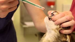 Local Experts Granite City Pet Hospital How to Inject a Cat [upl. by Leilamag526]