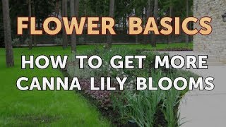 How to Get More Canna Lily Blooms [upl. by Delahk]