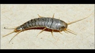 What Does a Silverfish look like Lepisma Saccharina  Fishmoth [upl. by Aelahc]