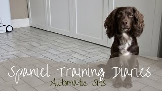 Dog Training  Encouraging manners and calmness using the autosit [upl. by Meghan983]