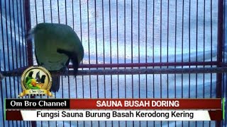 Fungsi Sauna Burung Basah Krodong Kering [upl. by Moll806]