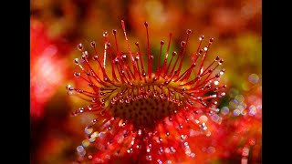 🐝 DROSERA COMIENDO UNA MOSCA GIGANTE 😱 [upl. by Adnwahs978]