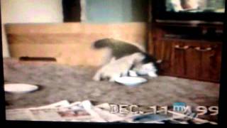 Americas funniest home videos cats and dogs [upl. by Etana944]