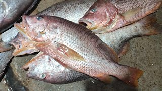 purchased fish for my customers Karachi fisheries [upl. by Yssak]