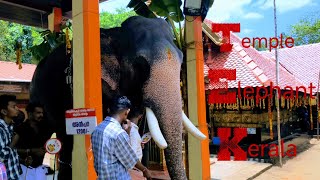 Hindu  Temple  Elephant  Festival  Kerala  India  Video 08 shailpoints [upl. by Lindgren780]