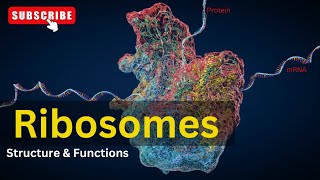 Ribosomes Structure amp Function  Cell Biology  Biology [upl. by Ngo]