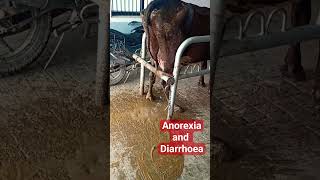 Ruminal Acidosis  Acidic Indigestion  Diarrhoea in Cow cattle indigestion dairyfarm shorts [upl. by Lotz736]