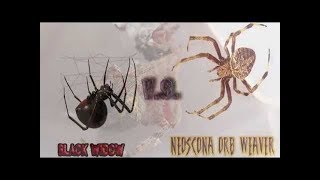 Black Widow Spider v s Orb Weaver Spider [upl. by Aninep]