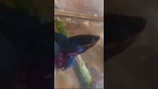 fiter fish like subscribe [upl. by Natsuj]