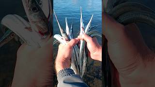 Сарган Ловля Саргана 23102023Garfish Fishing for Garfish 23102023 shorts [upl. by Nasia]