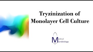 Trypsinization of monolayer cell culture MEDMICRO KKU [upl. by Mather]