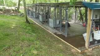 Rottweiler dog kennels Nashville Tennessee  Rottweiler breeders in TN  Rottweiler puppies [upl. by Sevein]