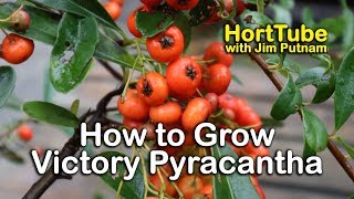 How to grow Victory Pyracantha  Evergreen Screening Plant With Red Berries [upl. by Byers]