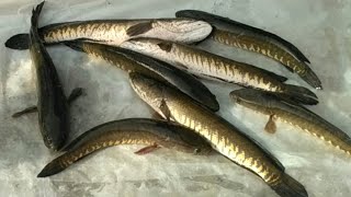 Saur fish curry सउर मछली बनाने का आसान तरीका सोर मछली सौरा भोड़ा गिरयी मछली murral Snake head [upl. by Gnoc]