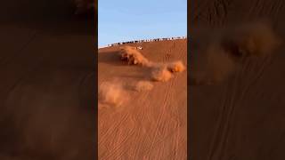 Fun times at Dubai desert desert desertsafari dubai dubailife fun explore mindflixholidays [upl. by Ycnaf]